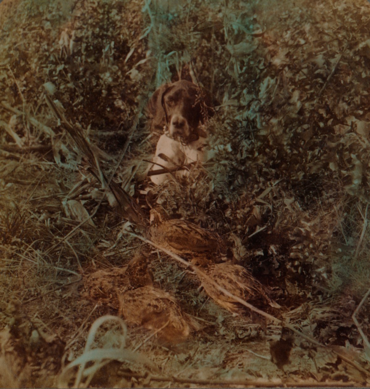 Metsästystä läntisellä preerialla, viiriäinen ja osoitin maissin sängessä, 1903. Taiteilijat: Elmer Underwood, Bert Elias Underwood. tekijältä Underwood and Underwood