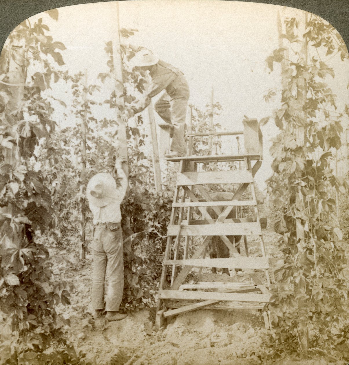 Rich Hop District, Training the Vines, White River Valley, Washington, USA. tekijältä Underwood and Underwood