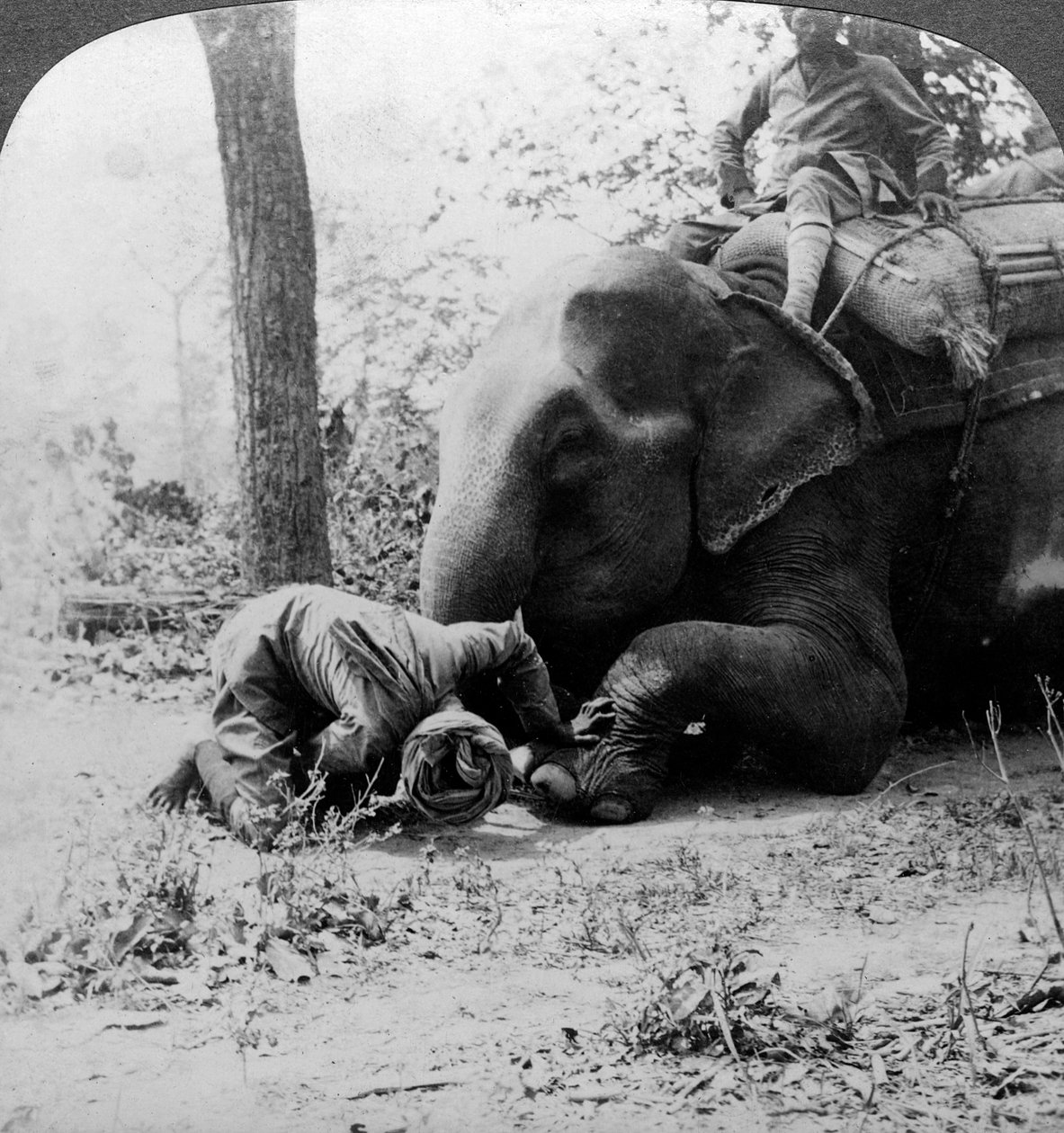 Mahout poistamassa piikkia norsun jalasta, Behar-tiikeriverso, Intia, 1900-luku. tekijältä Underwood and Underwood