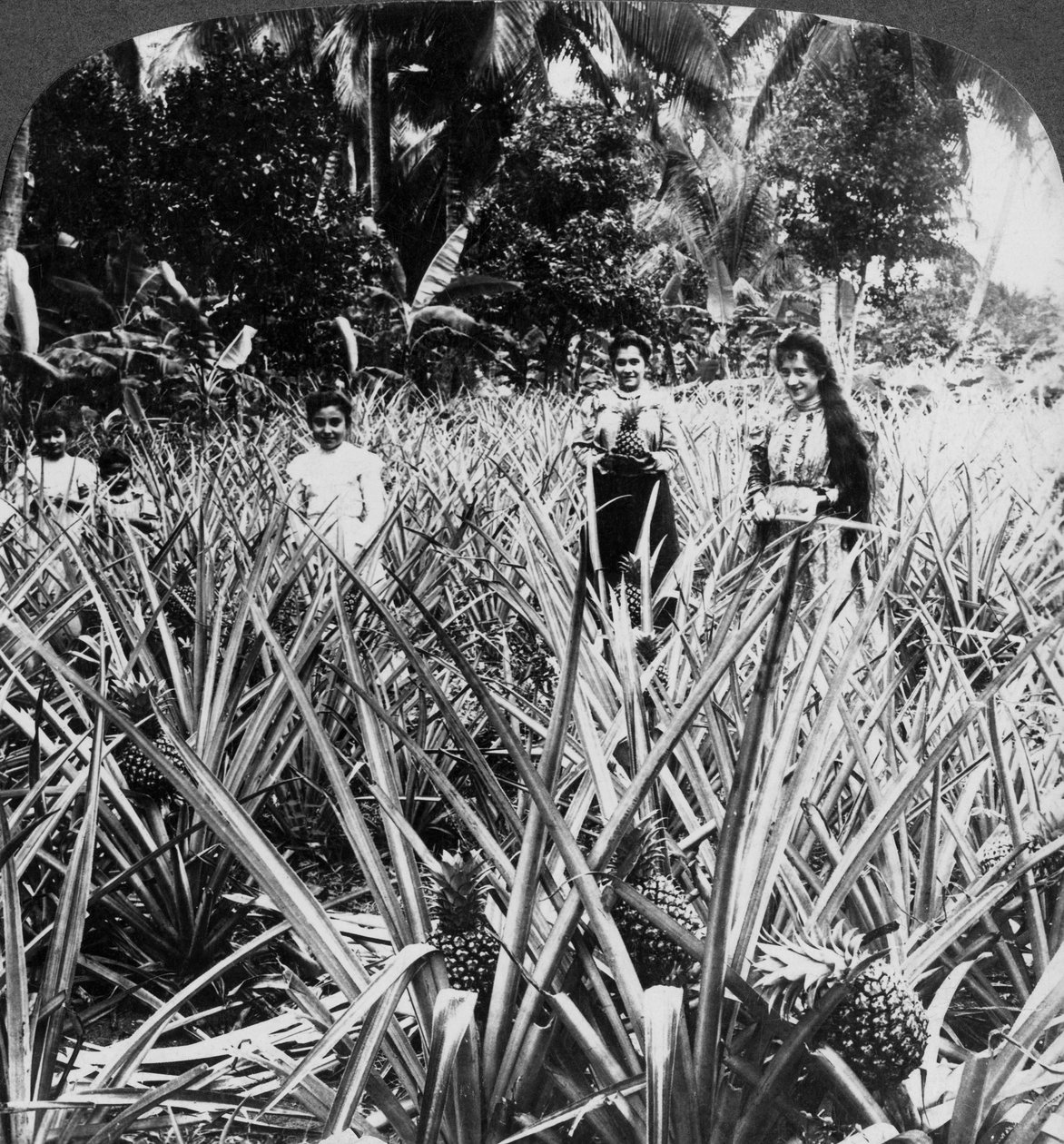 Ananaspellot, Mayaguez, Puerto Rico. tekijältä Underwood and Underwood