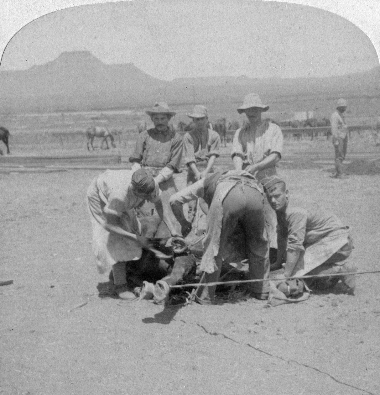 Hevosten kenkiminen Naauwpoortissa Etelä-Afrikassa, buurien sota, 1900 tekijältä Underwood and Underwood