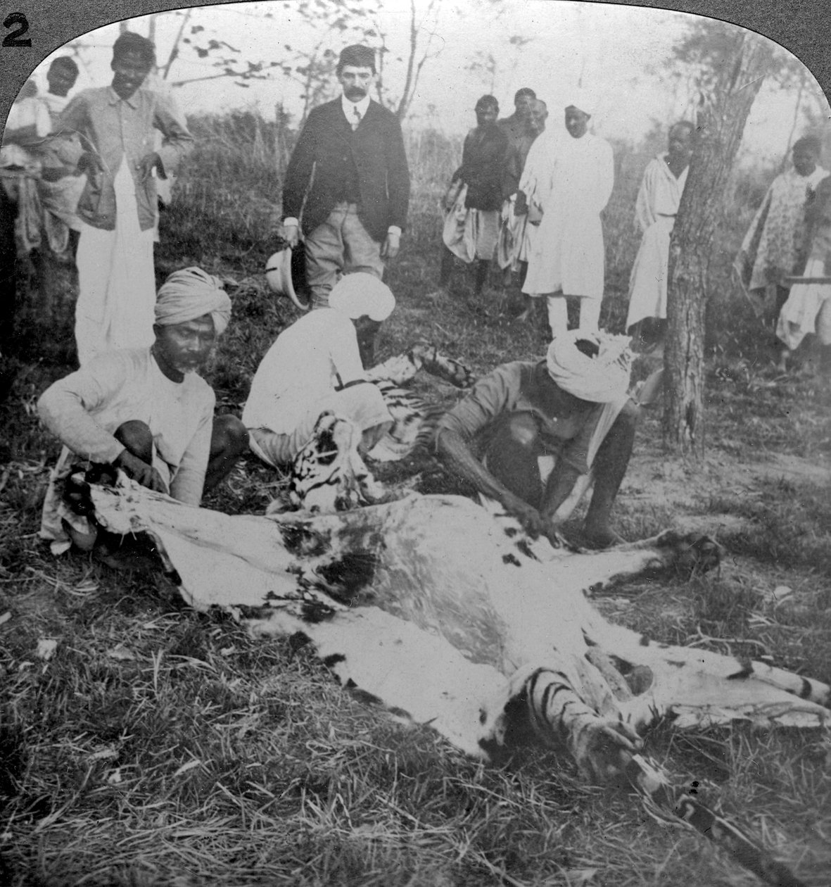 Kuolleen tiikerin nylkeminen, Intian Cooch Beharin maharadajan ammunta 1900-luvulla. tekijältä Underwood and Underwood