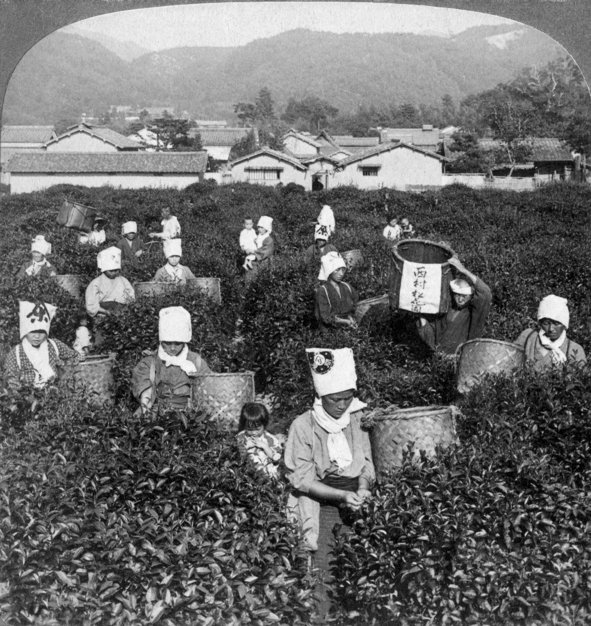 Teenpoiminta Ujissa, Japanissa, 1904. tekijältä Underwood and Underwood