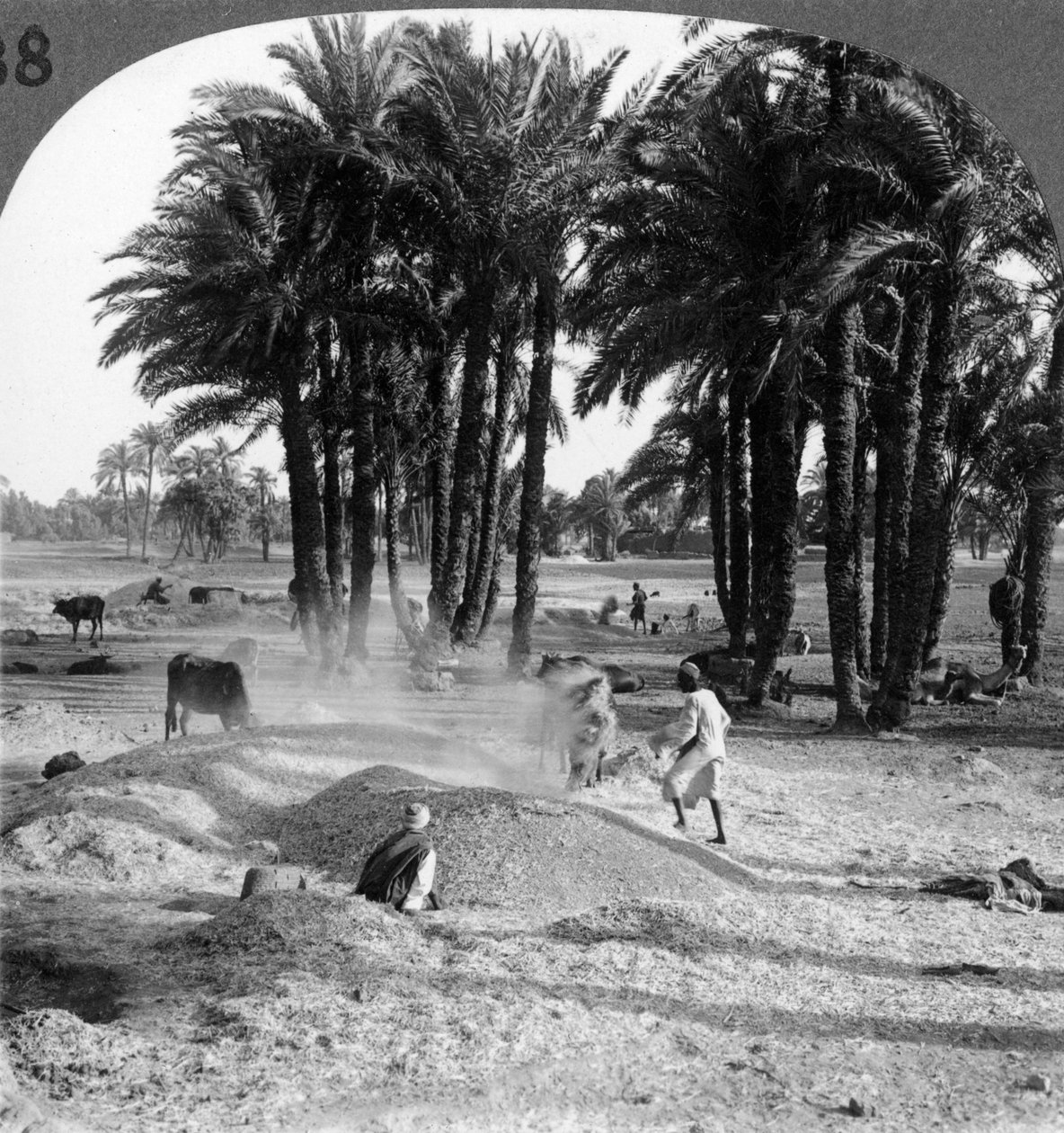 Viljan viipyminen puimisen jälkeen, Egypti, 1905. tekijältä Underwood and Underwood