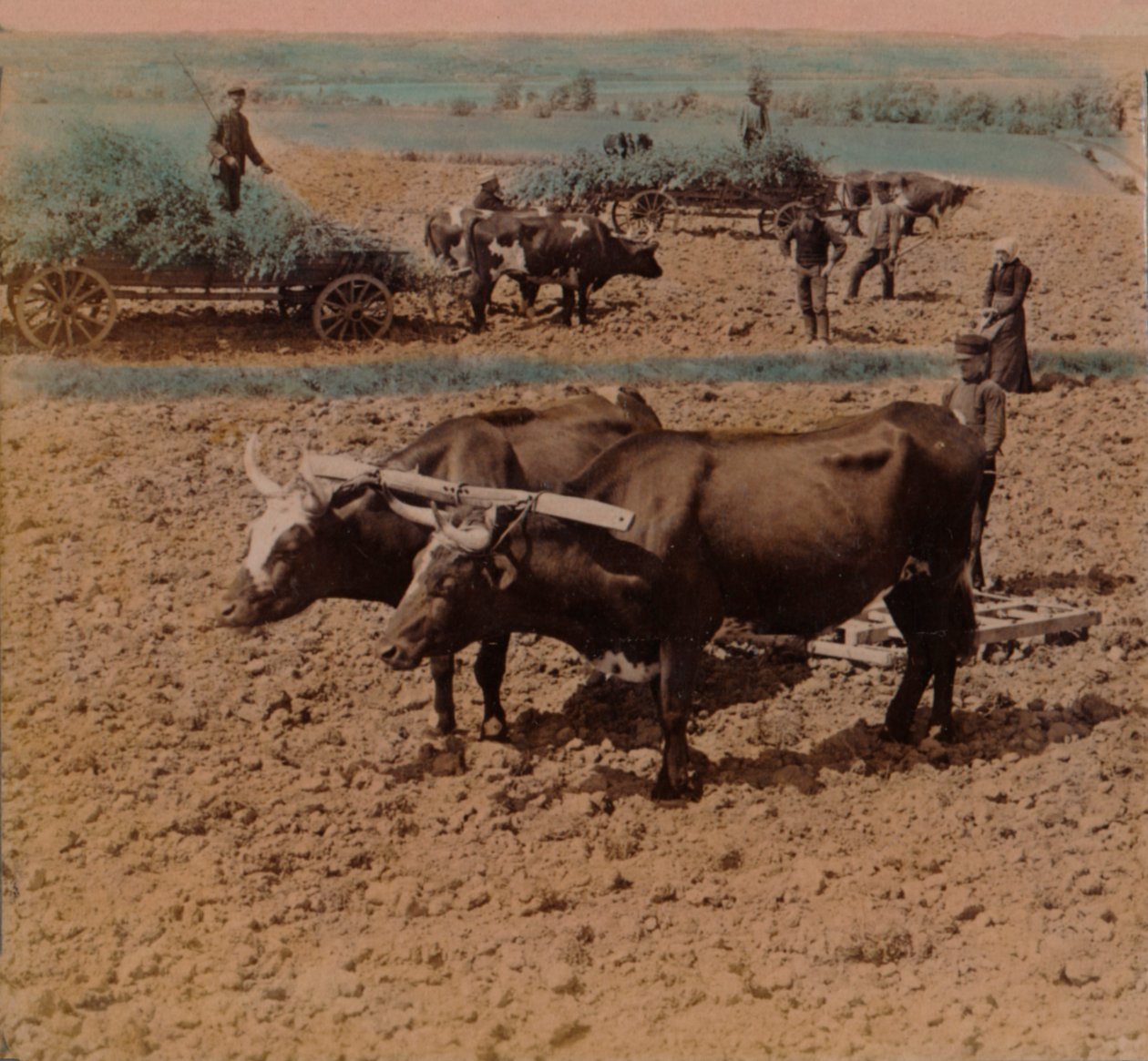 Säästäväinen maalaismies karjoineen työssä maatilalla lähellä Jönköpingiä, Ruotsi, 1905. Taiteilijat: Elmer Underwood, Bert Elias Underwood. tekijältä Underwood and Underwood