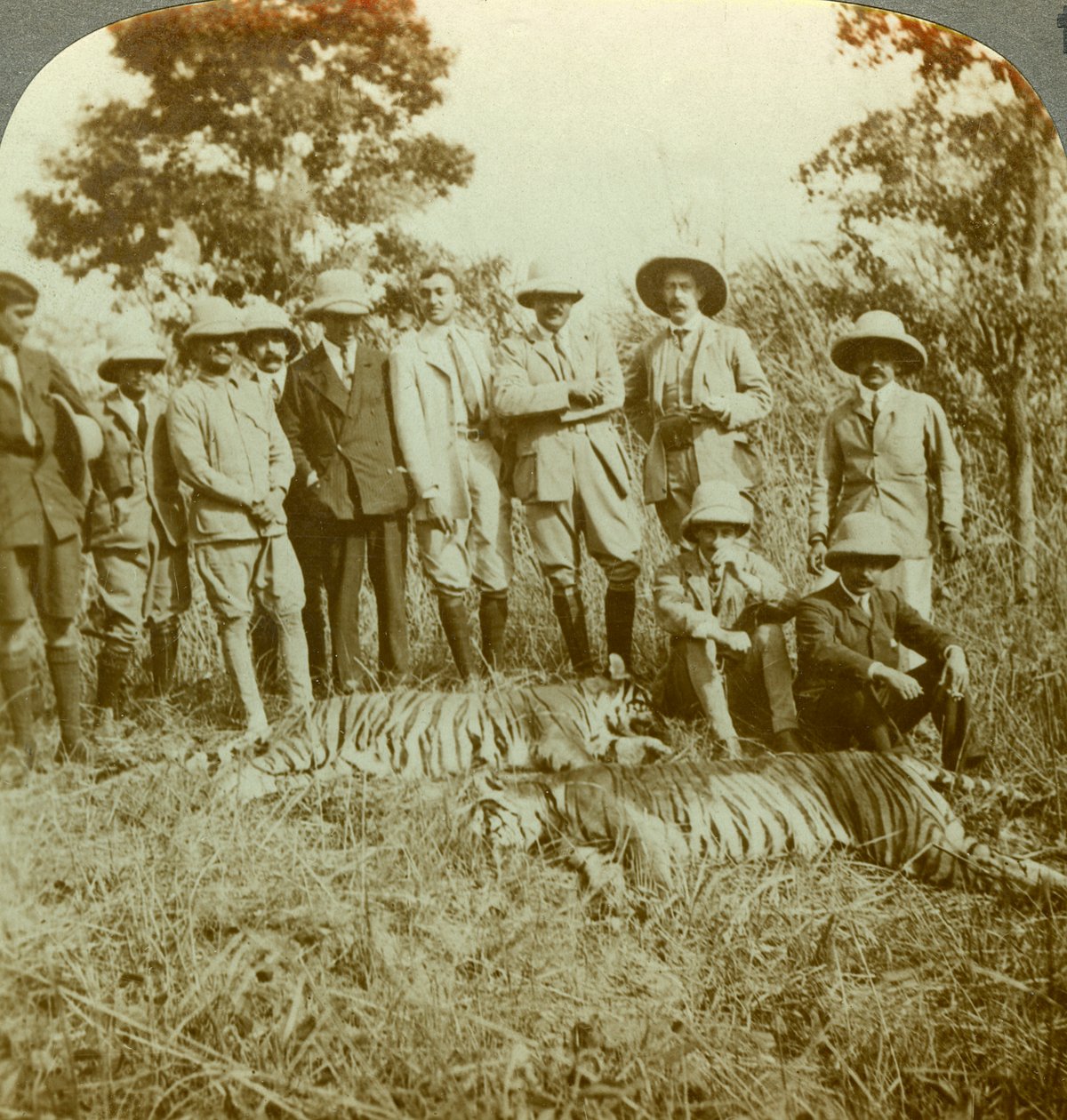 Tiikerinmetsästys, Cooch Behar, Länsi-Bengal, Intia, 1900-luku. tekijältä Underwood and Underwood