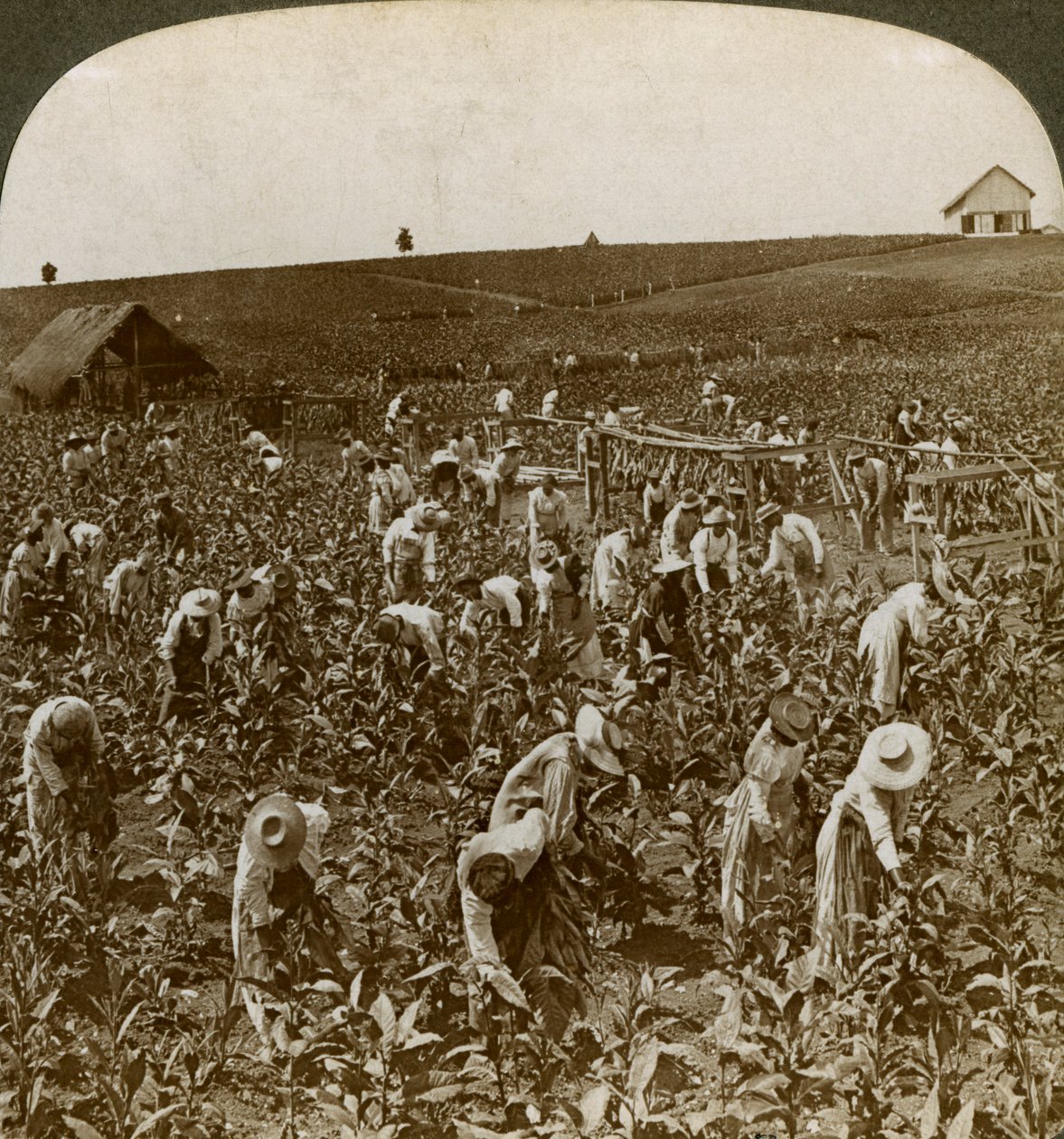 Tupakkakenttä, Montpeller, Jamaika, 1900. tekijältä Underwood and Underwood