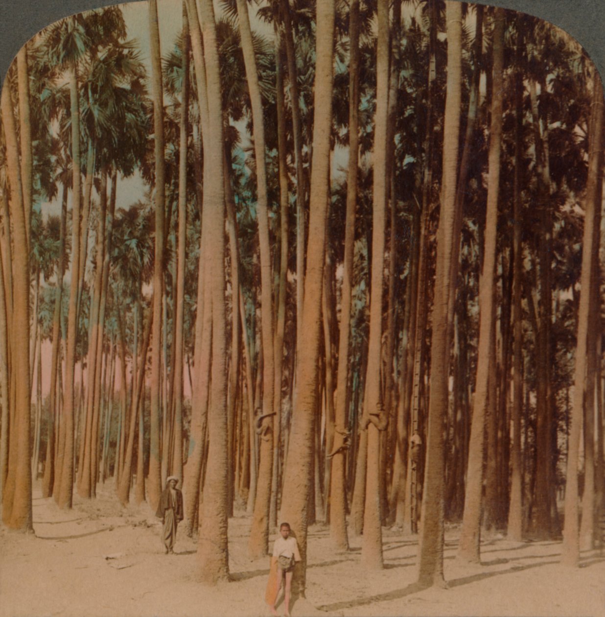 Toddy palms 100 ft tall, Pagan, Burma, 1907. Taiteilijat: Elmer Underwood, Bert Elias Underwood. tekijältä Underwood and Underwood