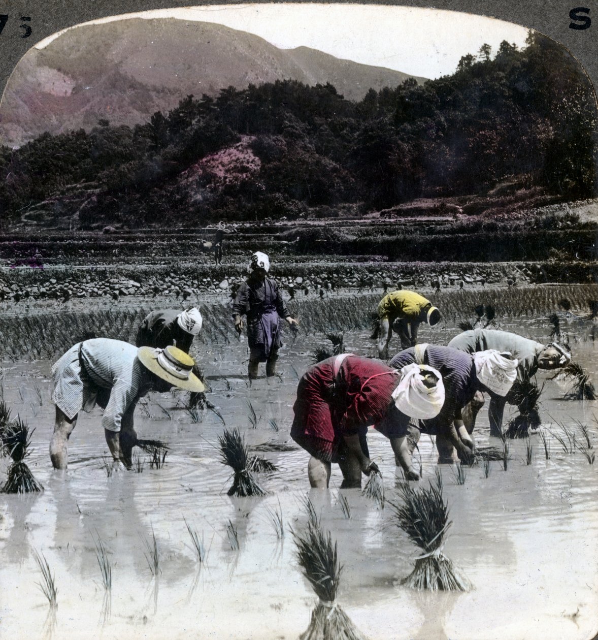 Riisin istutus riisipellolle, Japani, 1904. tekijältä Underwood and Underwood