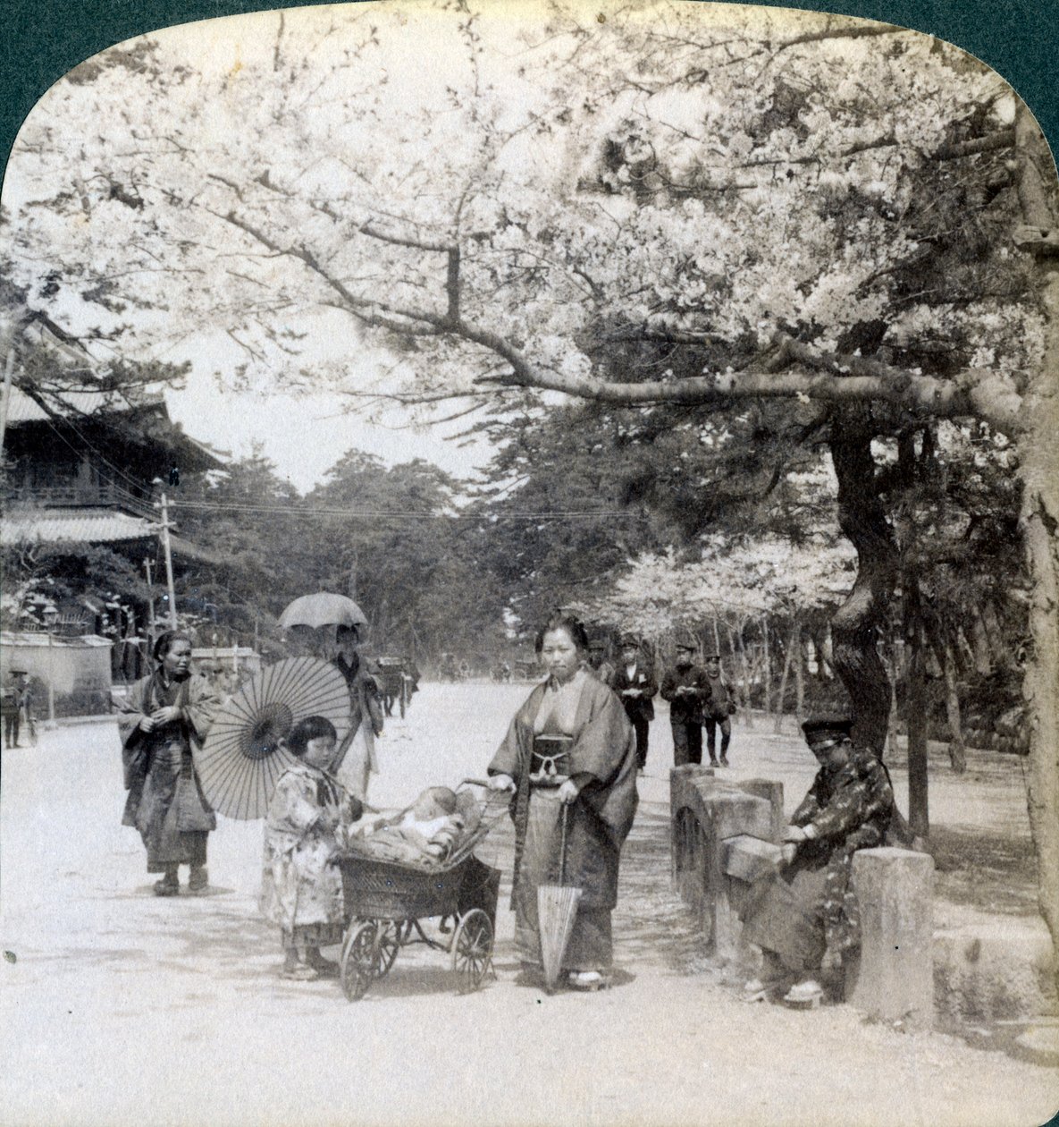 Kirsikankukkien alla katsoen koilliseen Shiba Parkin pääkadulla, Tokio, Japani, 1904 tekijältä Underwood and Underwood