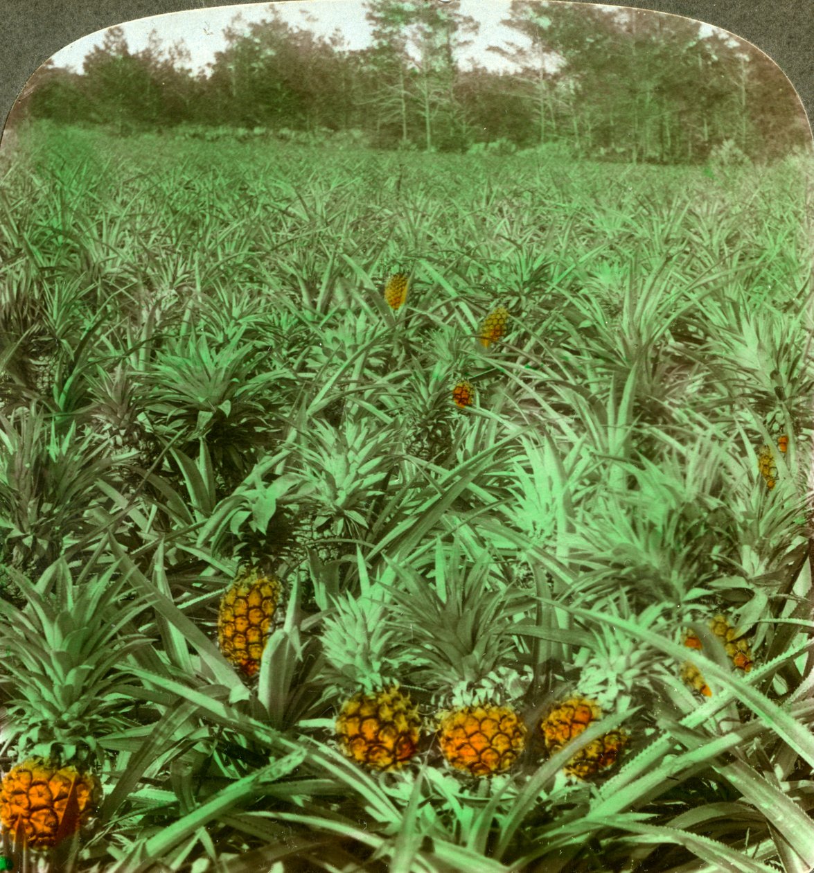 Siellä missä mehukas ananas kasvaa, Florida, USA, 1896. tekijältä Underwood and Underwood