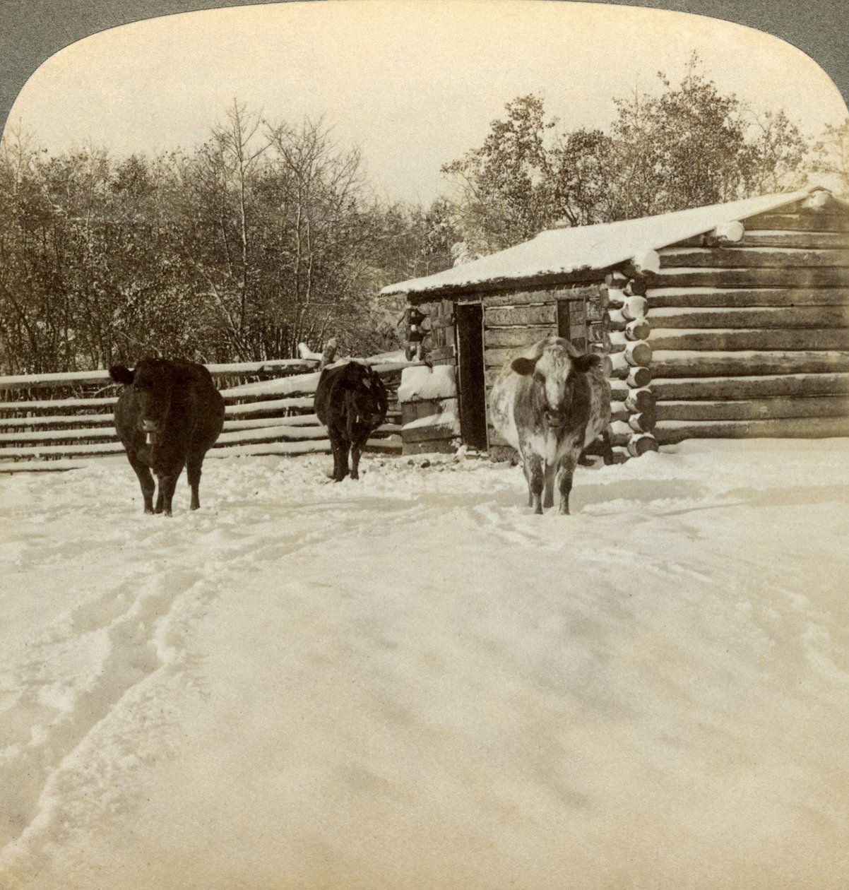 Talvi karjatilalla, Montana, USA. tekijältä Underwood and Underwood