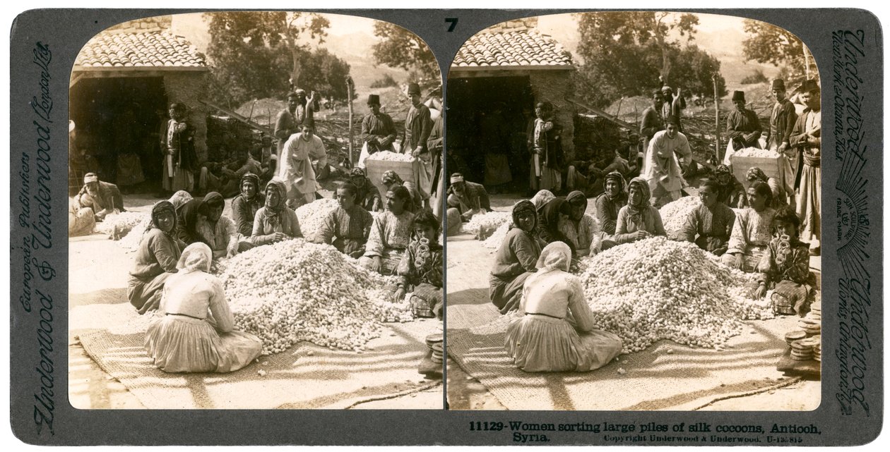 Naiset lajittelevat suuria kasoja silkkikoteloita, Antiokia, Syyria, 1900-luku. tekijältä Underwood and Underwood