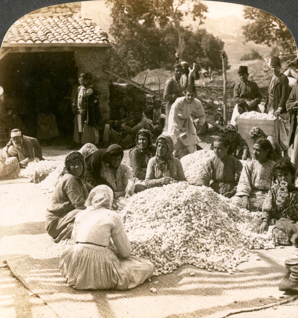 Naiset lajittelevat suuria kasoja silkkikoteloita, Antiokia, Syyria, 1900-luku. tekijältä Underwood and Underwood