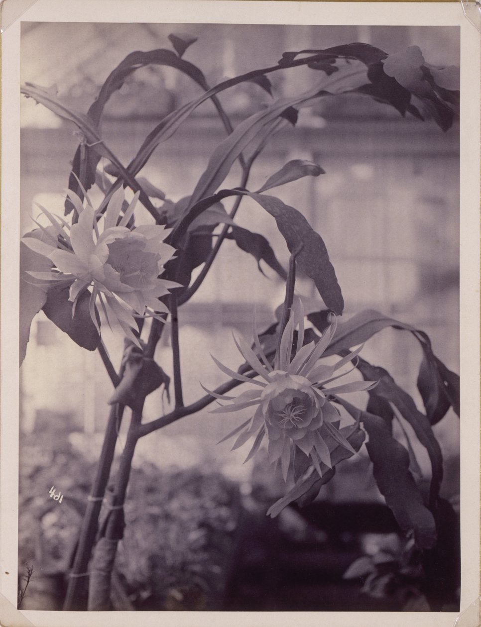 [Night-Blooming Cereus, kukassa] tekijältä Unidentified