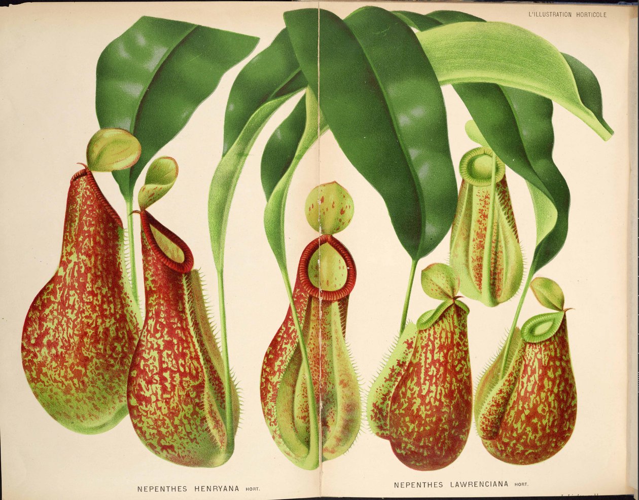 Nepenthes henryana ja Nepenthes lawrenciana - L’Illustration horticole (1882) tekijältä Unknown
