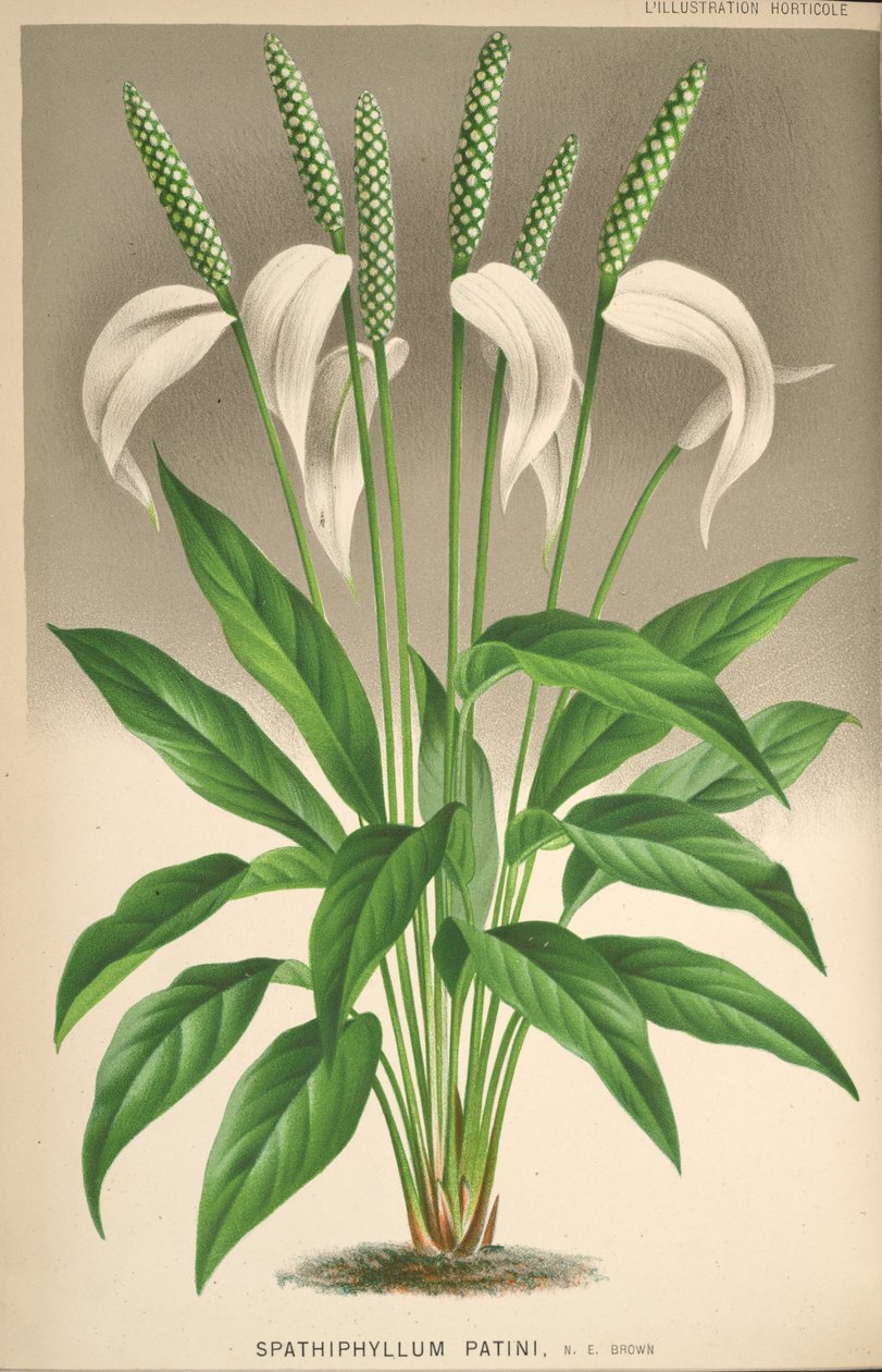 Spathiphyllum patinii tekijältä Unknown