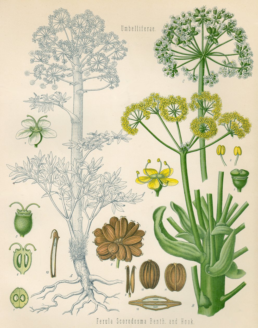 Abbildung von Ferula assa-foetida tekijältä Unknown