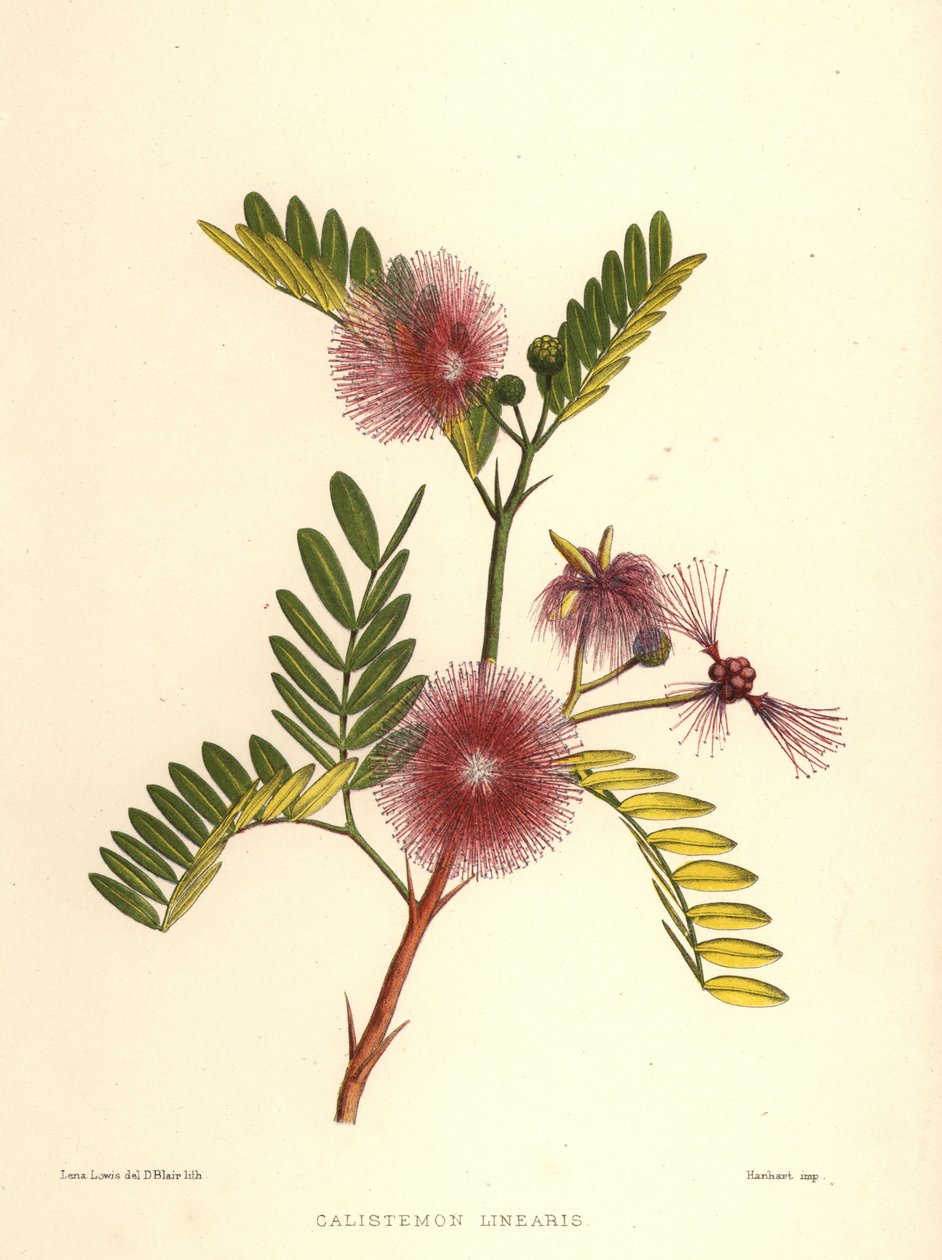 Pulloharja, Callistemon linearis (Calistemon linearis) tekijältä Unknown