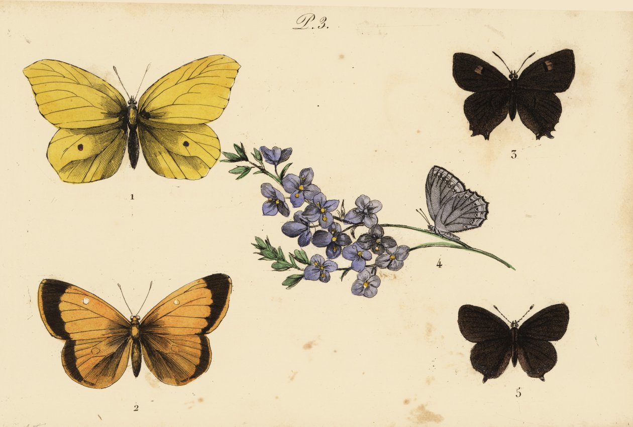 Tulikivi, Gonepteryx rhamni 1, samea keltainen, Colias croceus 2 ruskea hiusrauta, Thecla betulae 3, Meleagers sininen, Polyommatus daphnis 4 ja musta hiusputki, Satyrium pruni 5 tekijältä Unknown