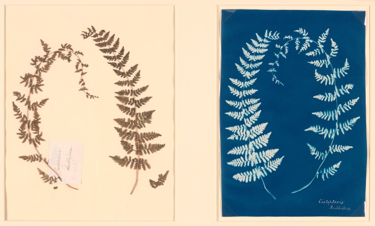 Hatton Fern -albumilta tekijältä Unknown