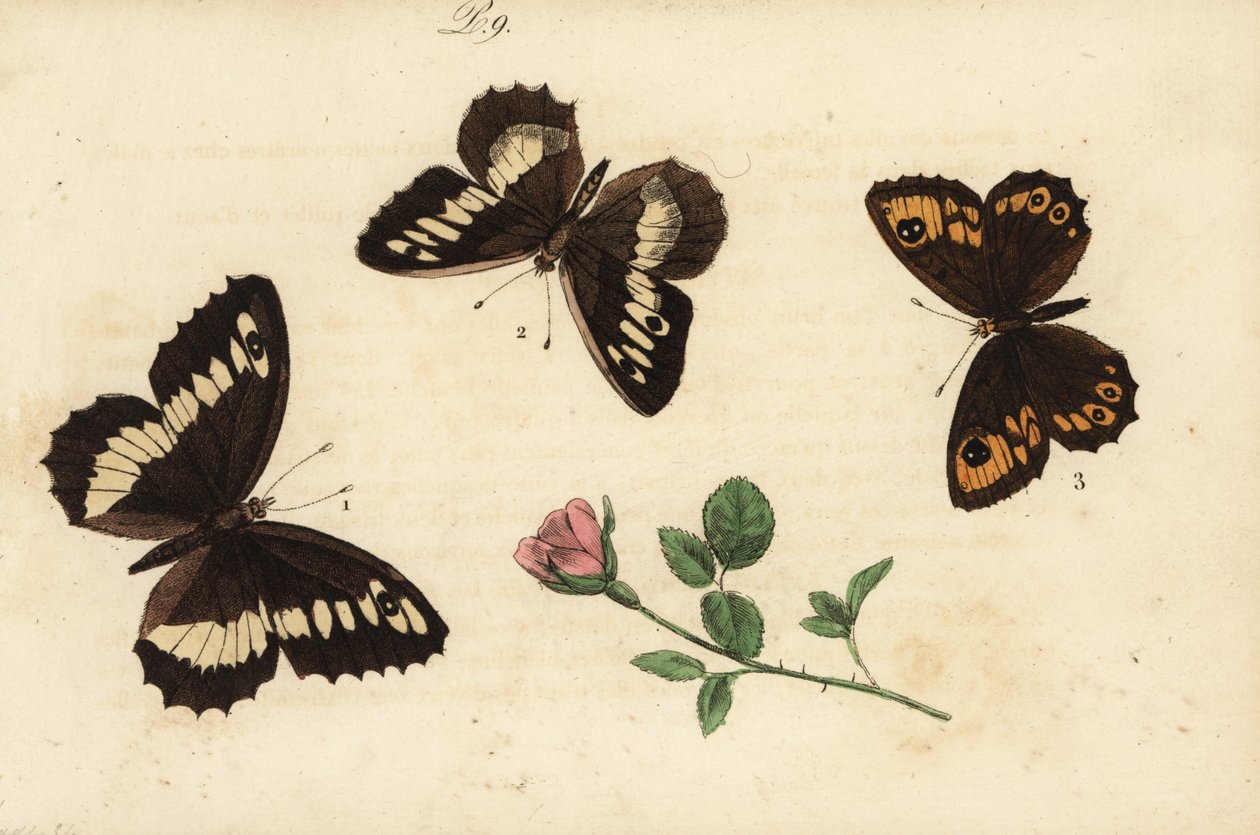 Isoharjus, Brintesia circe 1, erakko, Chazara briseis 2 ja iso seinäruskea, Lasiommata maera 3 tekijältä Unknown