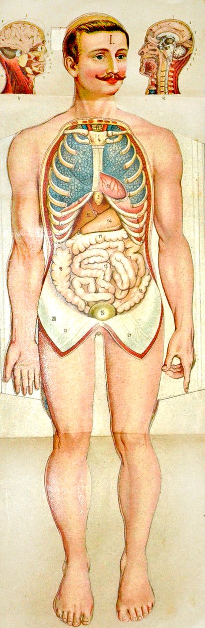 Ihmisen anatomian taitettava koulutusmalli, c. 1895 tekijältä Unknown
