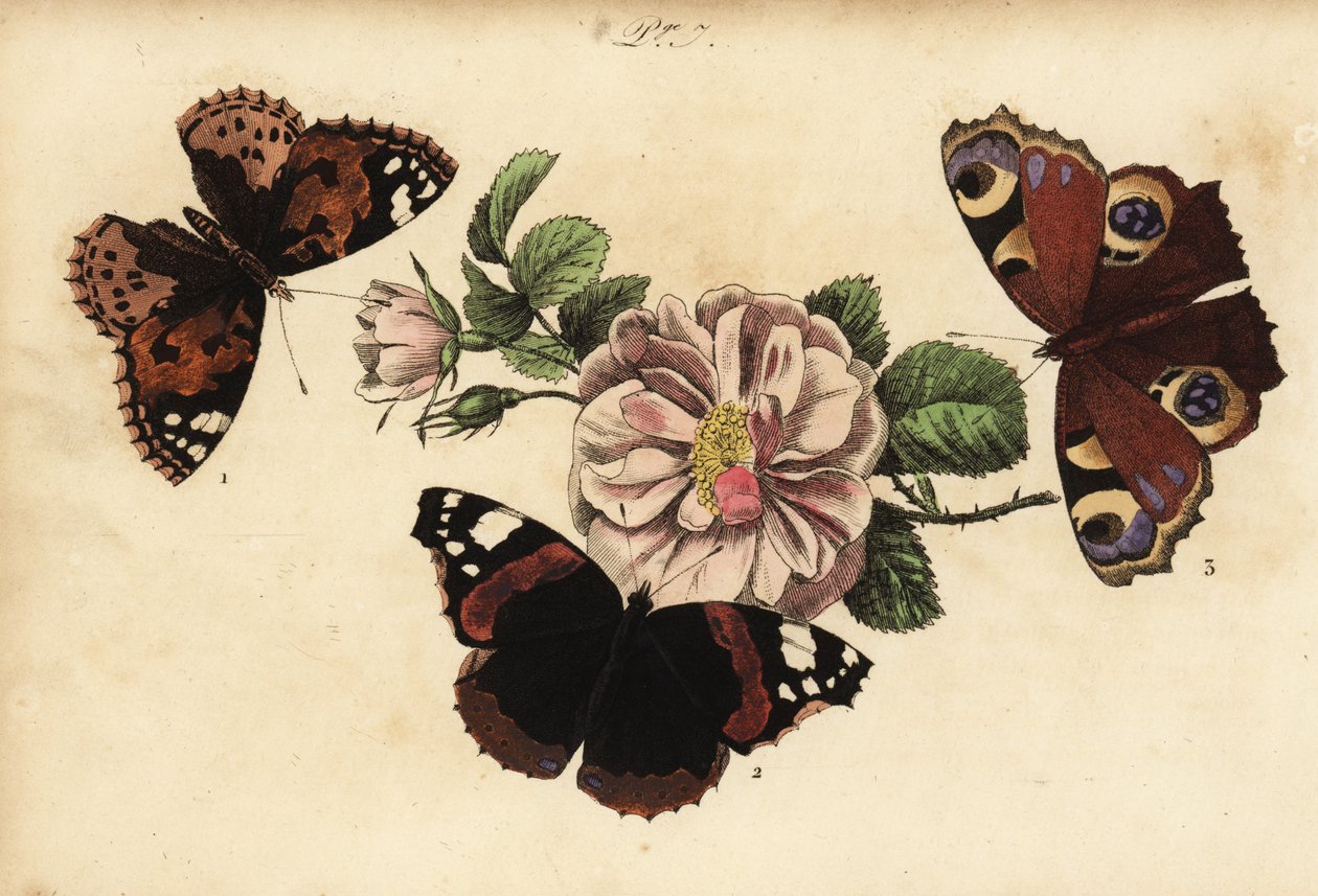 Maalattu lady-perhonen, Vanessa cardui 1, punainen amiraali, Vanessa atalanta 2 ja Euroopan riikinkukko, Aglais io 3 tekijältä Unknown