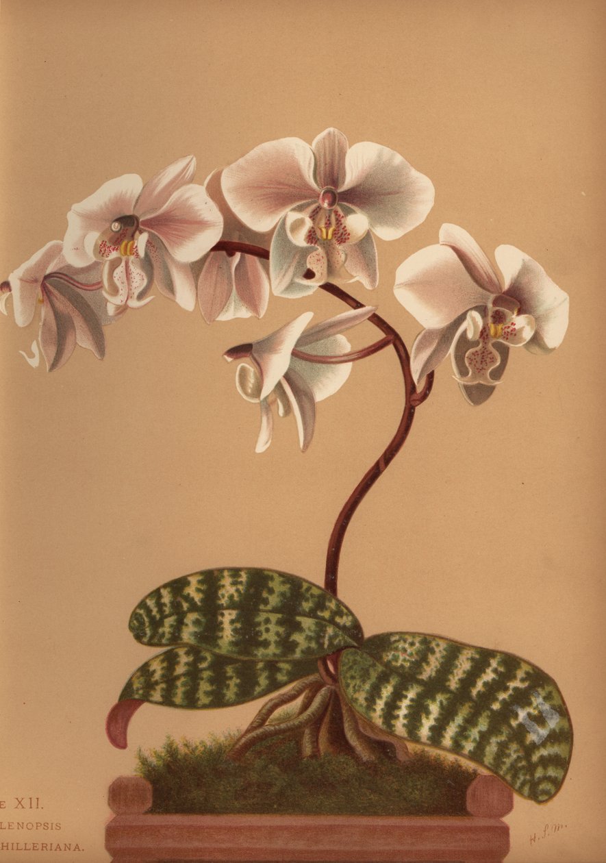 Phalaenopsis schilleriana (Phalenopsis schilleriana) tekijältä Unknown