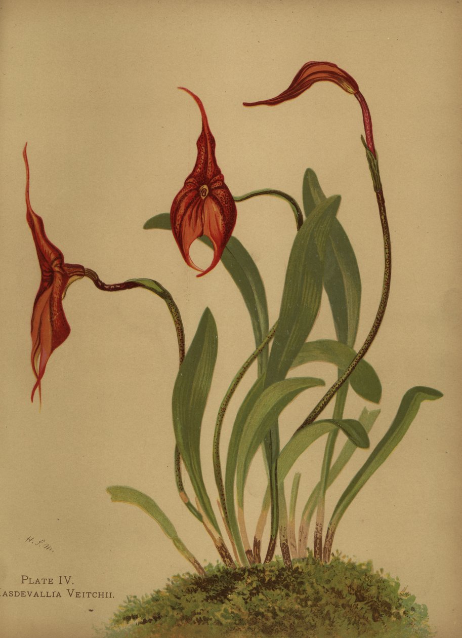 Veitchs masdevallia eli masdevallioiden kuningas, Masdevallia veitchiana tekijältä Unknown