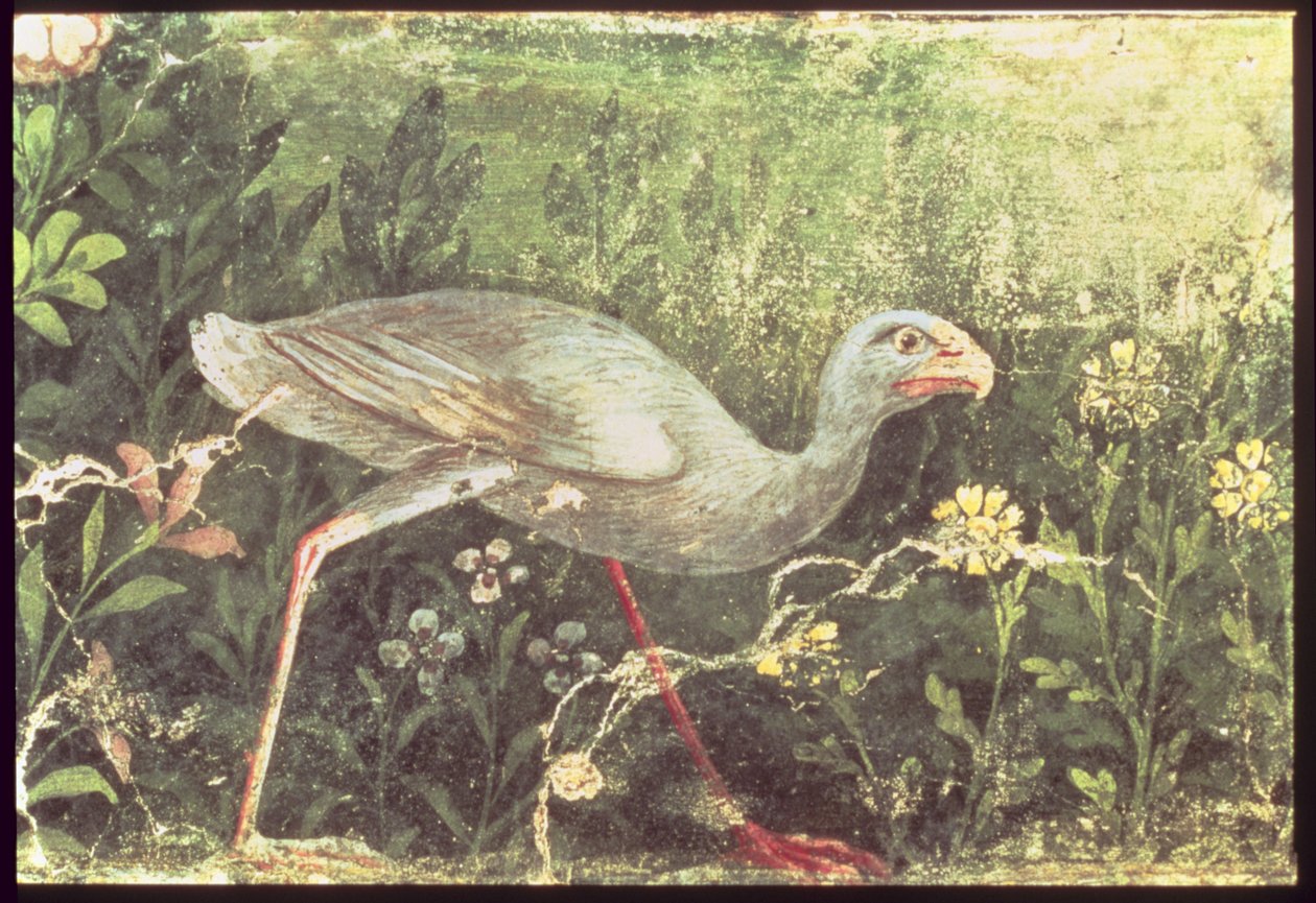 Seinämaalaus sulttaanikanasta puutarhassa, Pompeji, 1. vuosisadalla jKr tekijältä Unknown