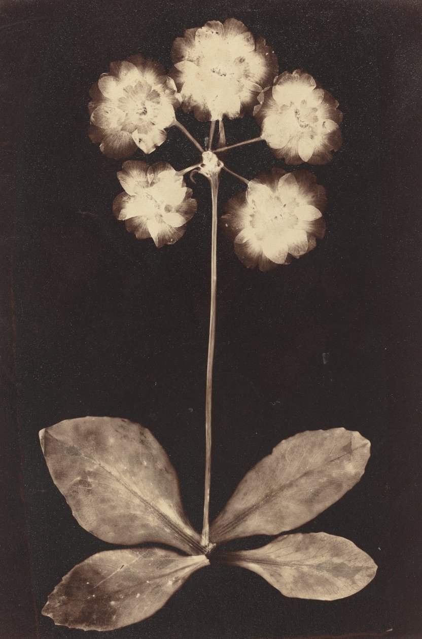 Kasvitieteellinen valokuva tekijältä Unknown 19th Century
