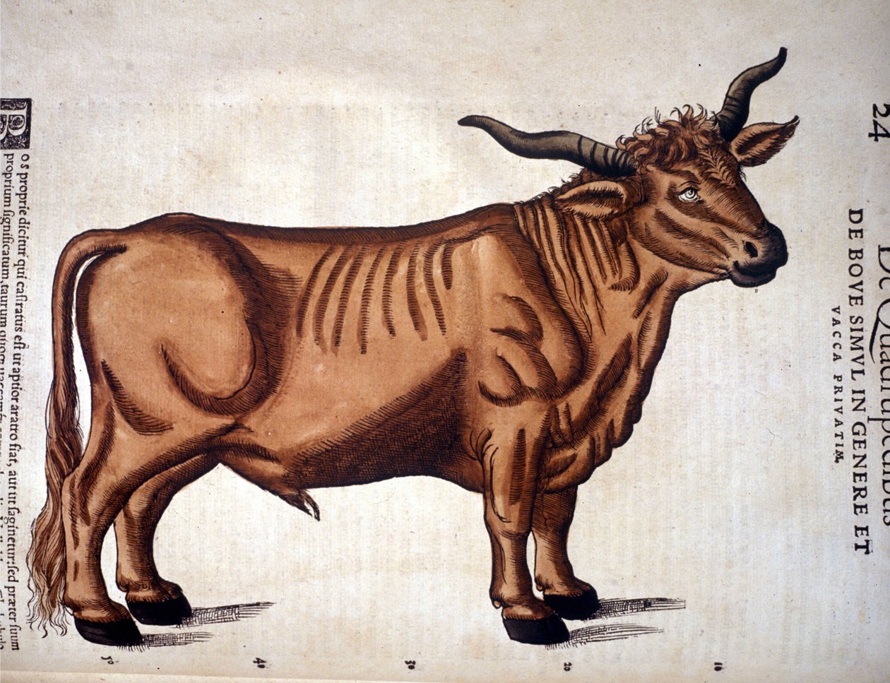 Naudanliha Conrad Gesnerin Historia Animaliumista, Tiguri 1560. Biblioteca Nazionale Braidense. Milano tekijältä Unknown artist