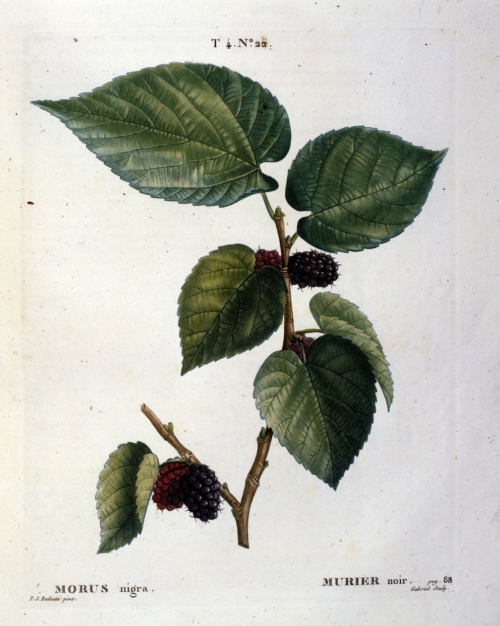 Musta murier ja sen hedelmät: kasvitieteellinen taulu 1800-luvulta. tekijältä Unknown artist
