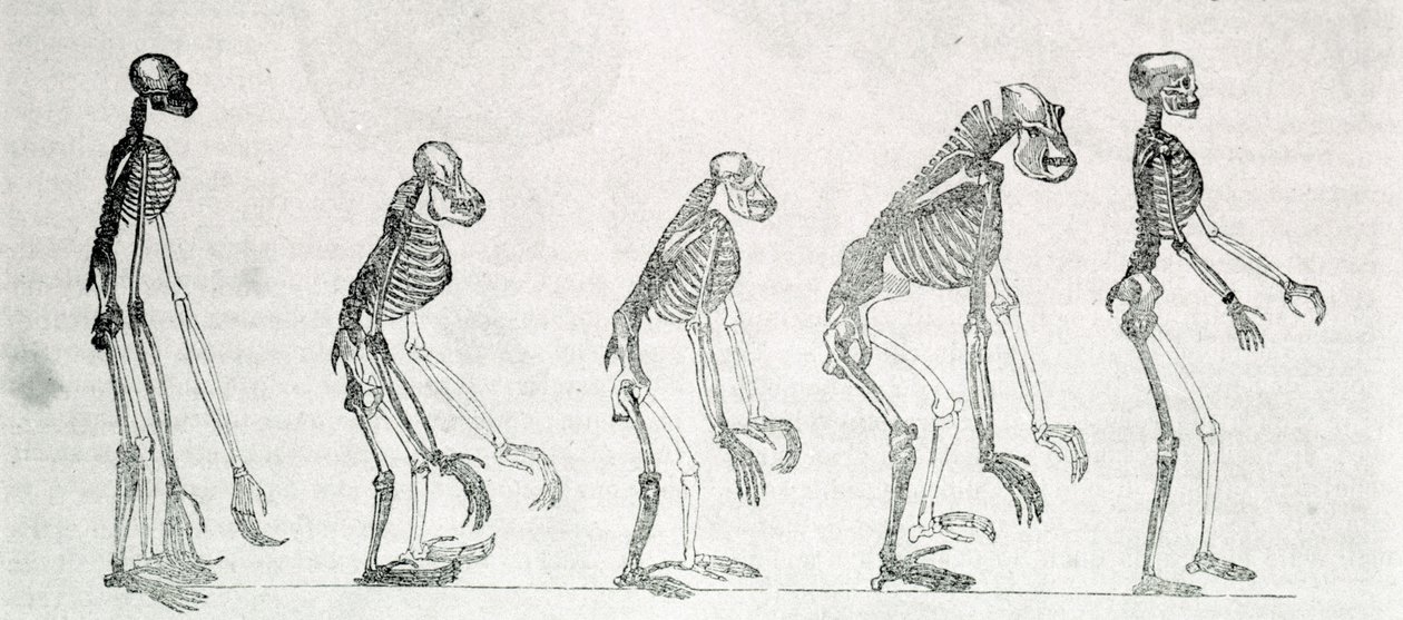 Vertailututkimus ihmisen ja apinoiden luurangoista: gibbon, orangoutan (orang-utan, orang outang, orangutan), simpanssi ja gorilla. tekijältä Unknown artist