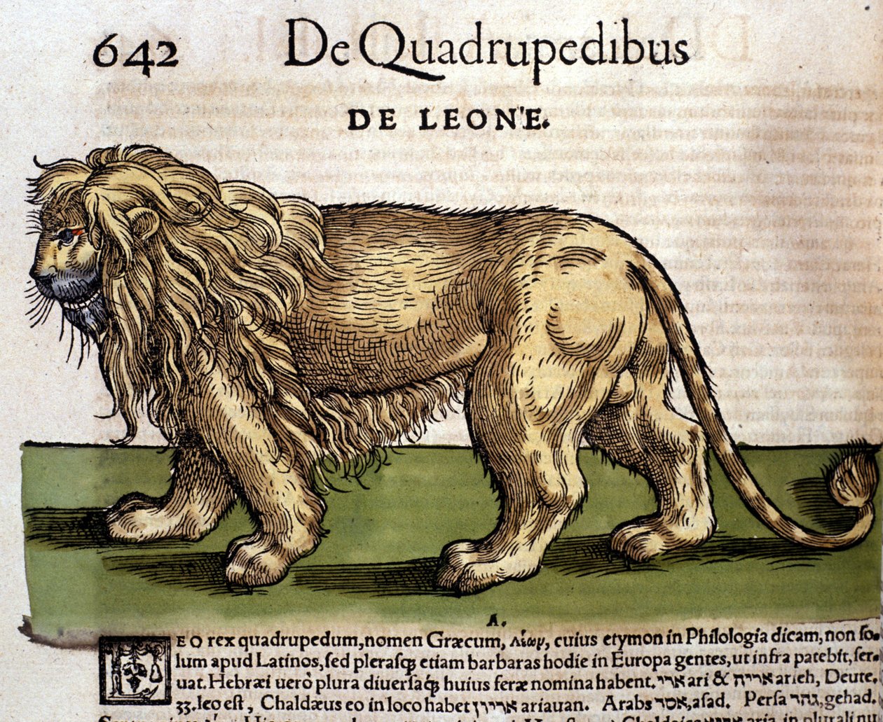 Leijona Conrad Gesnerin, Tigurin "History of Animals" -kirjan jälkeen tekijältä Unknown artist