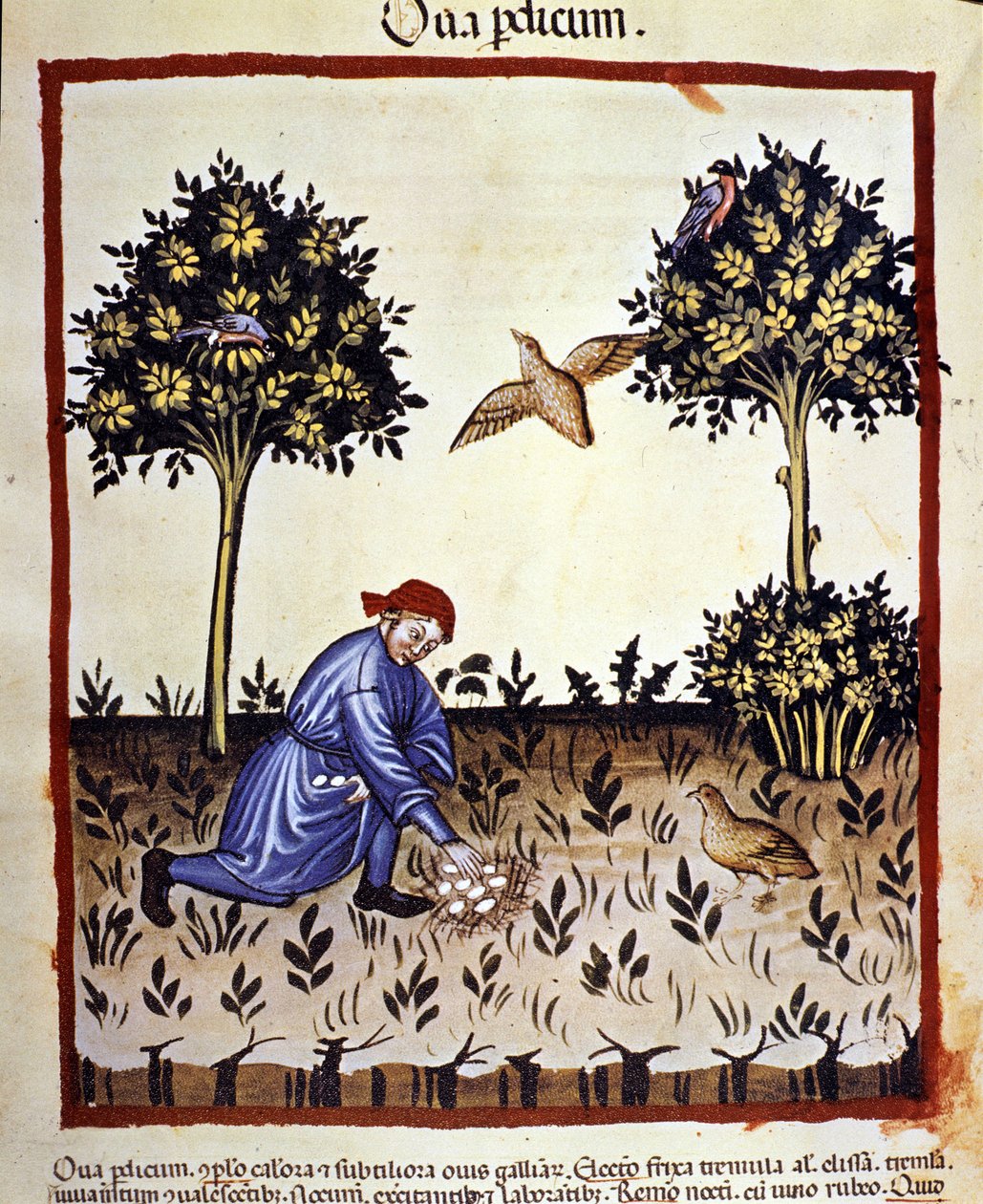 Mies poimii munia peltopyyn pesästä. Valaistus lääketieteen ja dietetiikan lypsystä "" Tacuinum sanitatis"" tekijältä Unknown artist