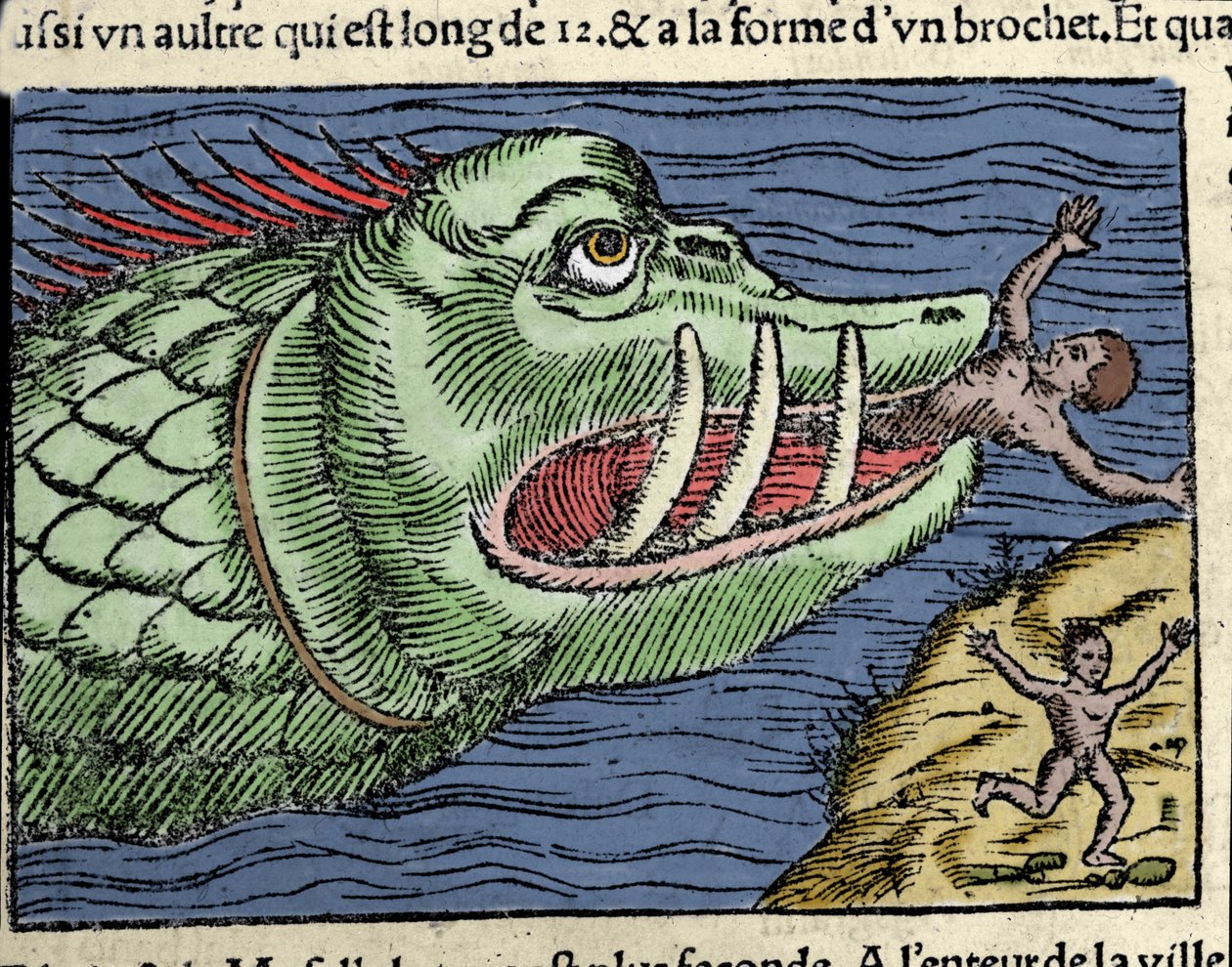 Merihirviö voittaa uimarin lähellä Norjan rannikkoa. Kaiverrus Olaus Magnus (1490 - 1557), ruotsalainen uskonnollinen ja maantieteilijä, "Historia de Gentis Septentrionalibus", Venetsia tekijältä Unknown artist