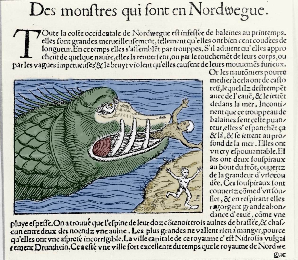 Merihirviö voittaa uimarin lähellä Norjan rannikkoa. Kaiverrus Olaus Magnus (1490 - 1557), ruotsalainen uskonnollinen ja maantieteilijä, "Historia de Gentis Septentrionalibus", Venetsia tekijältä Unknown artist