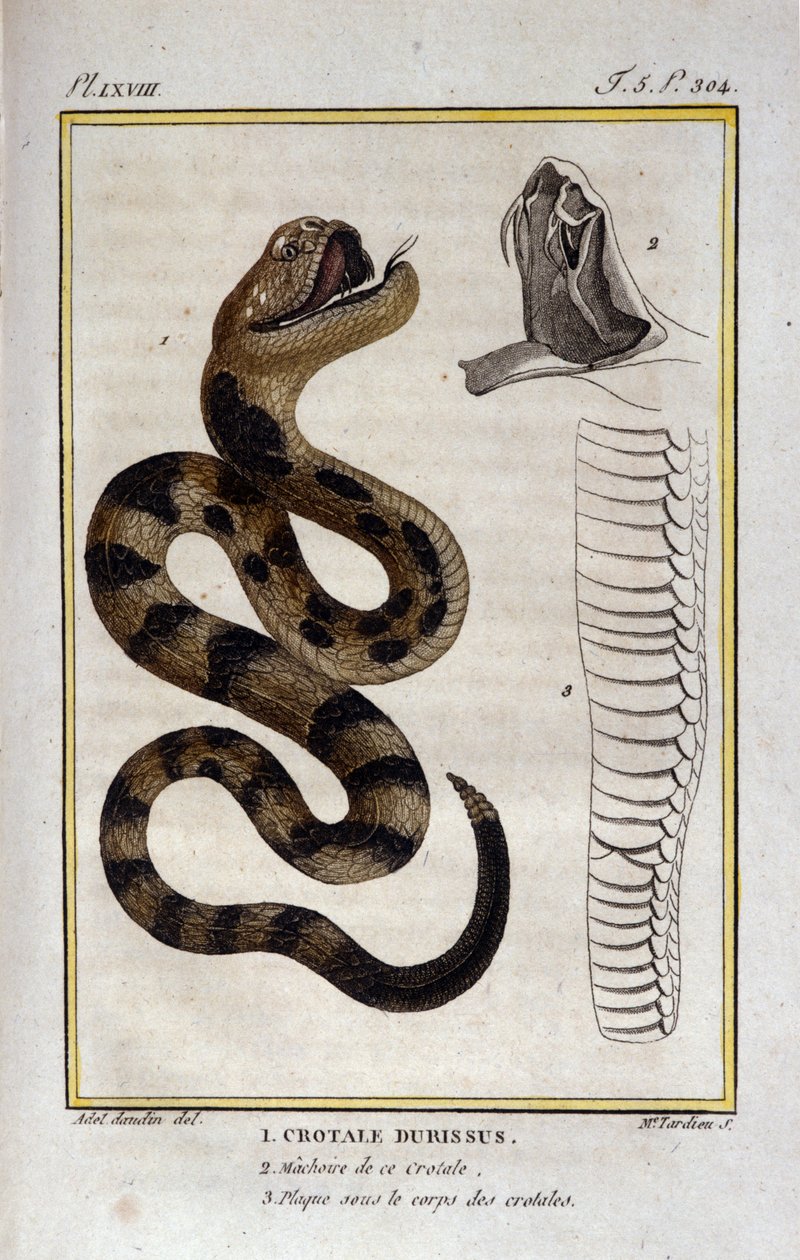 Kalkkarokäärme. Lauta, joka on otettu luonnontieteilijä Georges Louis Leclercin, Buffonin kreivin (1707 - 1788) luonnontieteellisestä käsitteestä "" Buffonin teoksista ". 1800-luvulla tekijältä Unknown artist