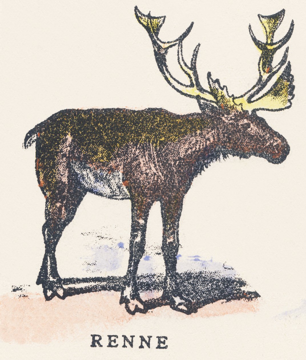 V: poro tekijältä Unknown artist