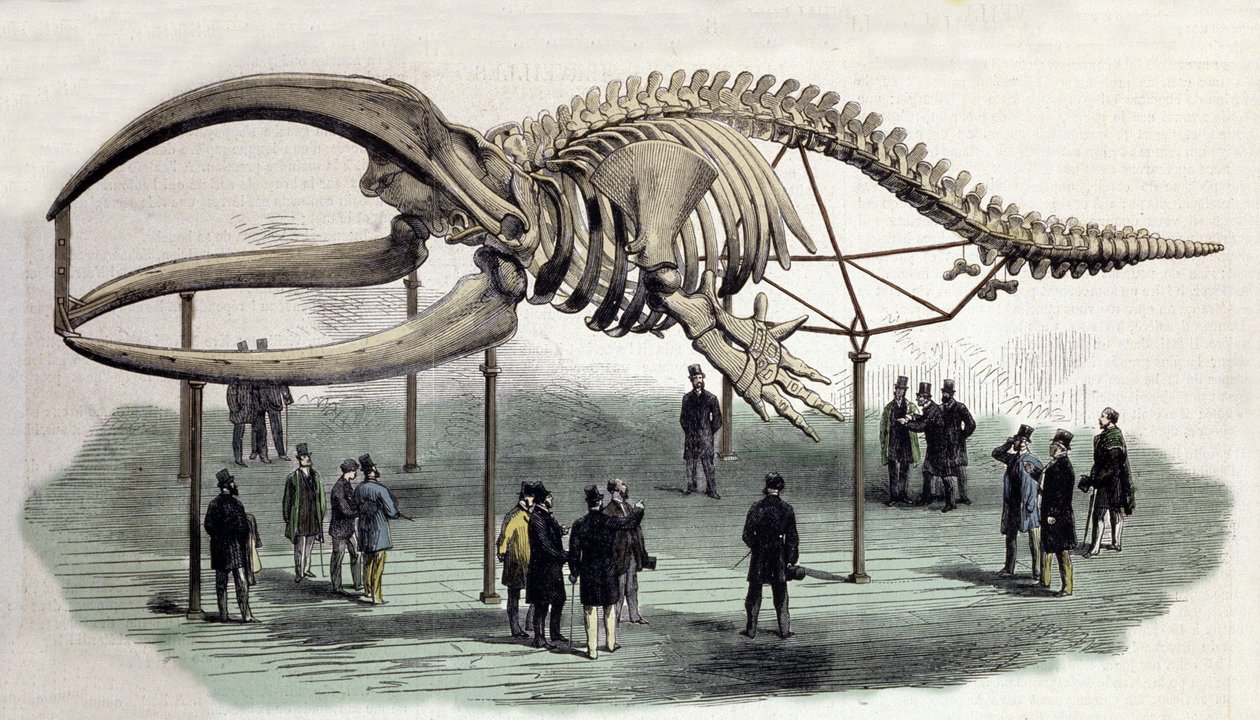 Valaiden luuranko Royal College of Surgeonsissa Lontoossa. 1800-luvun kaiverrus tekijältä Unknown artist