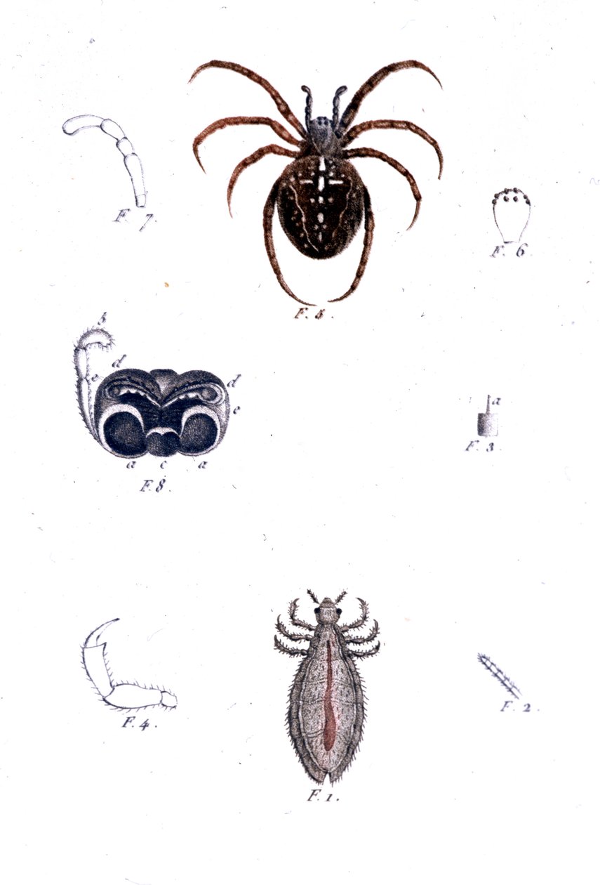 Hämähäkki ja täi. Luonnontieteellinen taulu, sd. 1800-luvulla. tekijältä Unknown artist