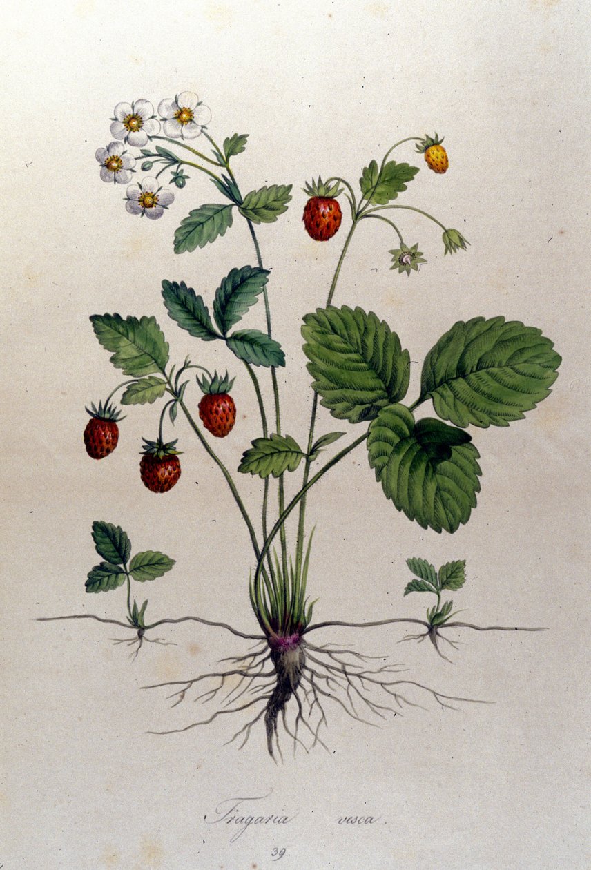 Mansikkapuu ja sen hedelmät: 1800-luvun kasvitieteellinen taulu. tekijältä Unknown artist