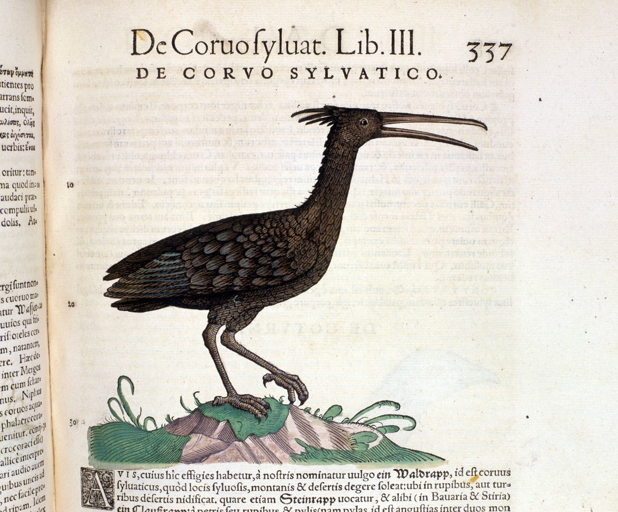 Villi korppi Conrad Gesnerin Historia Animaliumista, Tiguri 1560. Biblioteca Nazionale Braidense. Milano tekijältä Unknown artist
