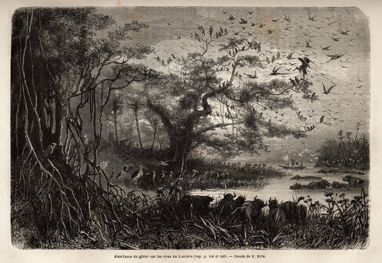 Runsaasti riistaa Sambesen rannoilla. Kaiverrus havainnollistamaan tohtori Livingstonen ensimmäisiä matkoja Etelä-Afrikkaan vuosina 1840–1856 Edouard Chartonin johdolla julkaistussa "Le tour du monde, nouveau journal des voyages" -julkaisussa tekijältä Unknown artist