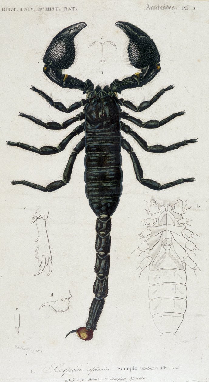 Afrikkalainen skorpioni - Natural History Board tekijältä Unknown artist