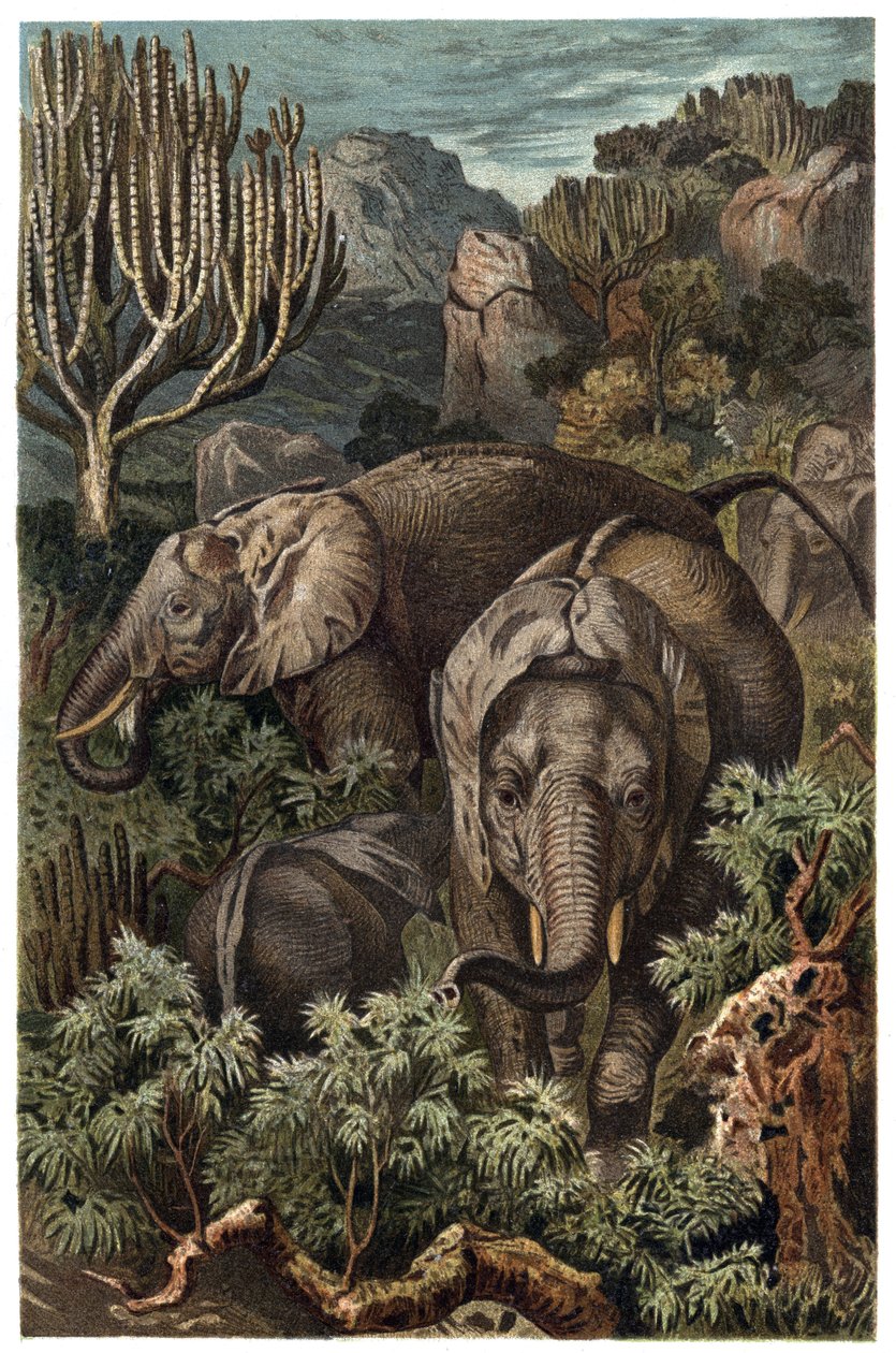 Afrikkalainen norsu (Loxodonta) - Afrikkalainen norsu (Loxodonta) - kaiverrus Alfred Edmund Brehmin (1829-1884) teoksesta "" Brehm
