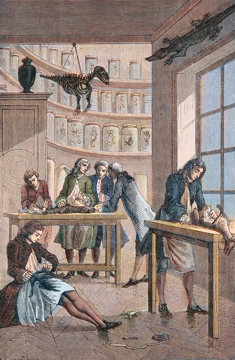 Albrecht von Haller (Albert de Haller) (1708-1777) laboratoriossaan Bernissä Sveitsissä - Sveitsiläisen lääkärin Albrecht von Hallerin (1708-1777) laboratorio Bernissä tekijältä Unknown artist