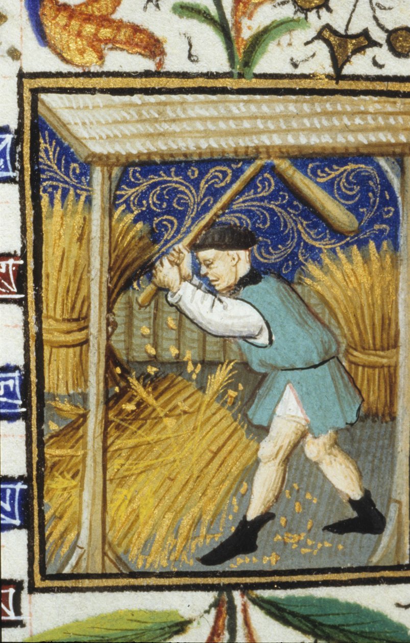 Elokuun allegorinen esitys. Talonpoika lyö vehnää. Miniatyyri 1300-luvun käsikirjoituksesta. tekijältä Unknown artist